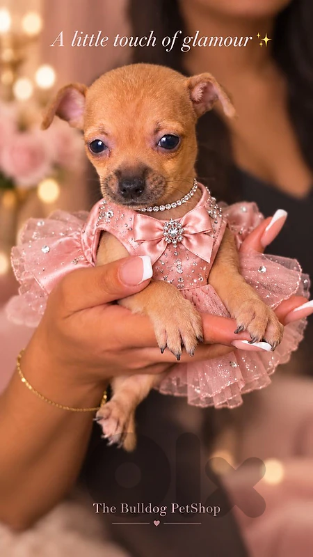 Chihuahua Puppy | A Clever Little Companion 🐾