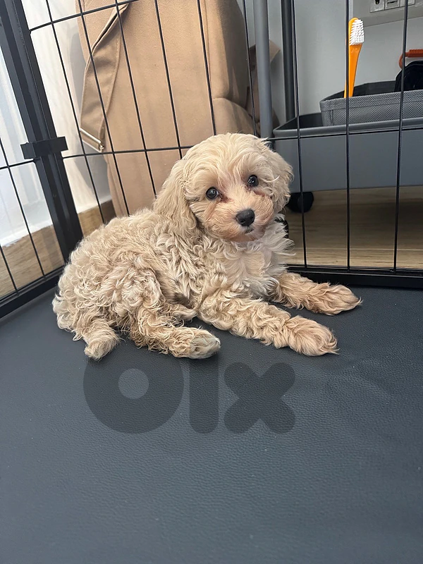 maltipoo