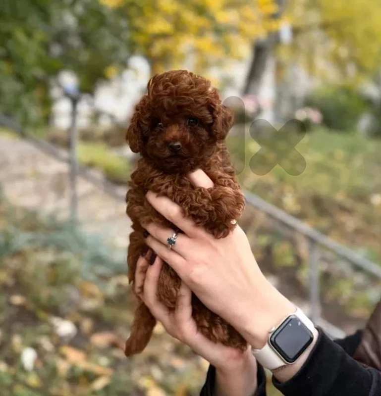 Real poodle toy