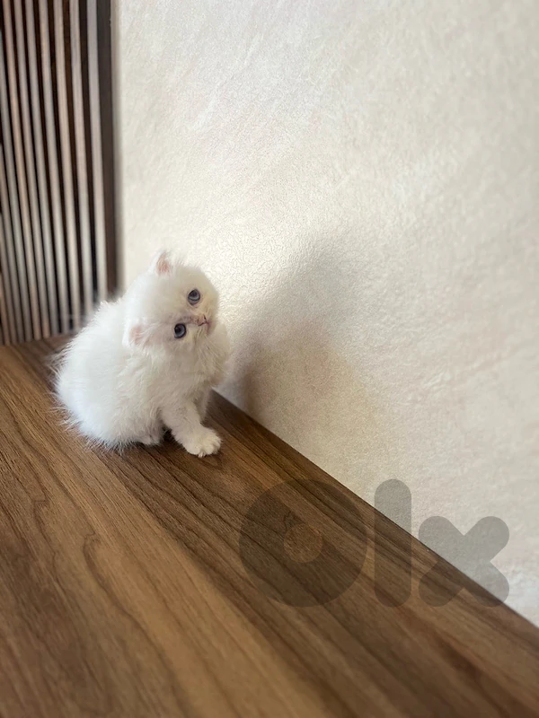 Himalayan kittens doll face are ready to go to thie new house