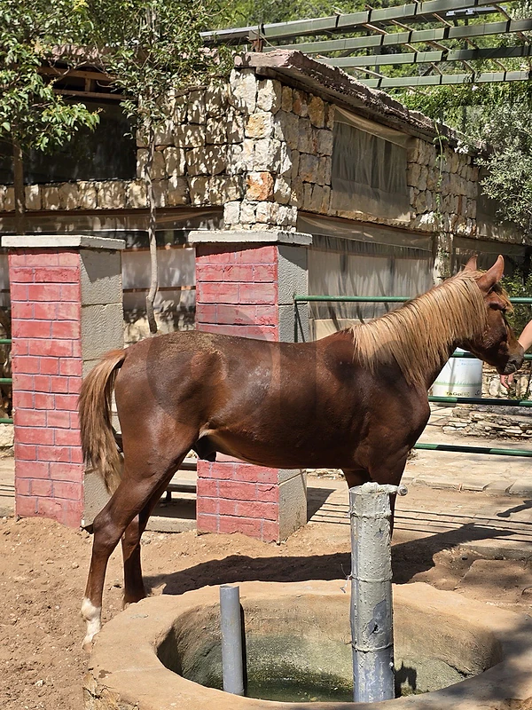 pony & horses for sale