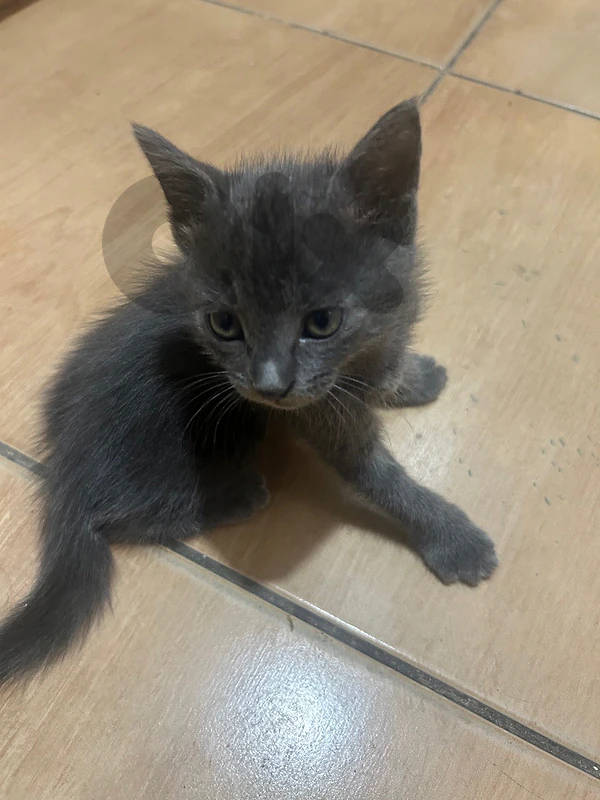 british kitten