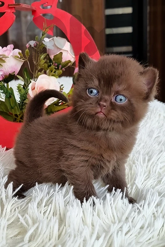 british top cats