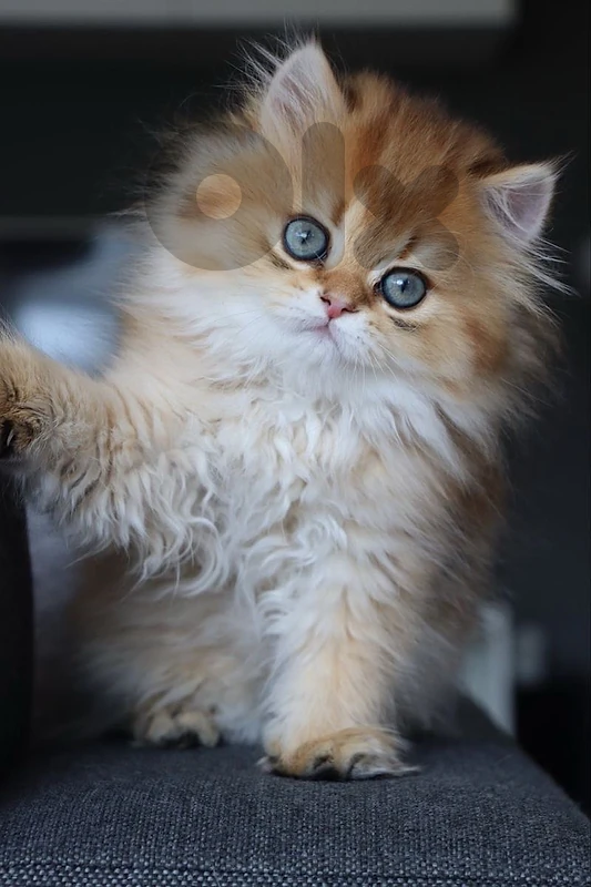 british gold top cats