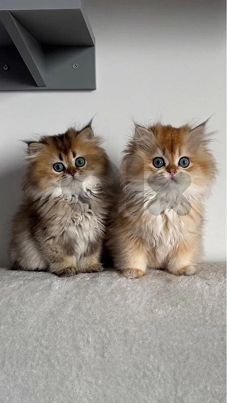 british gold top cats