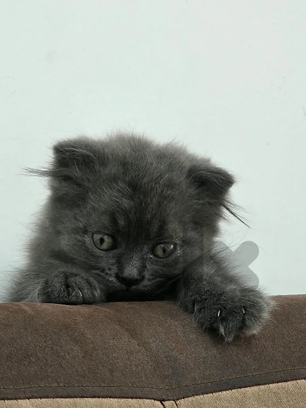 pure Scottish fold