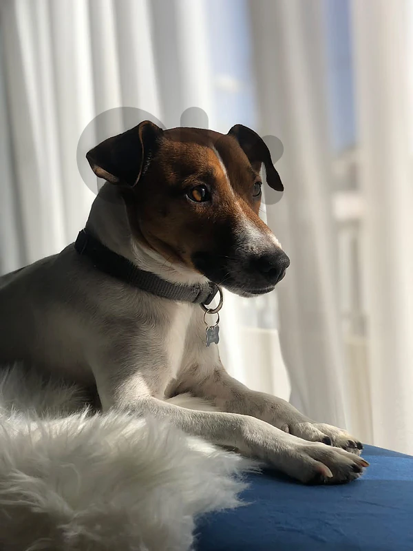 Jack Russell for Adoption