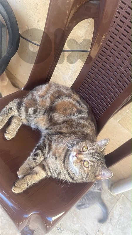 European Shorthair british