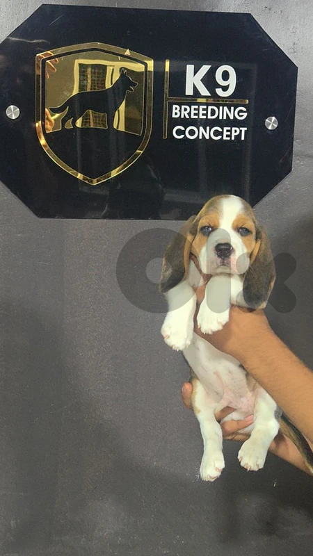 imported beagle