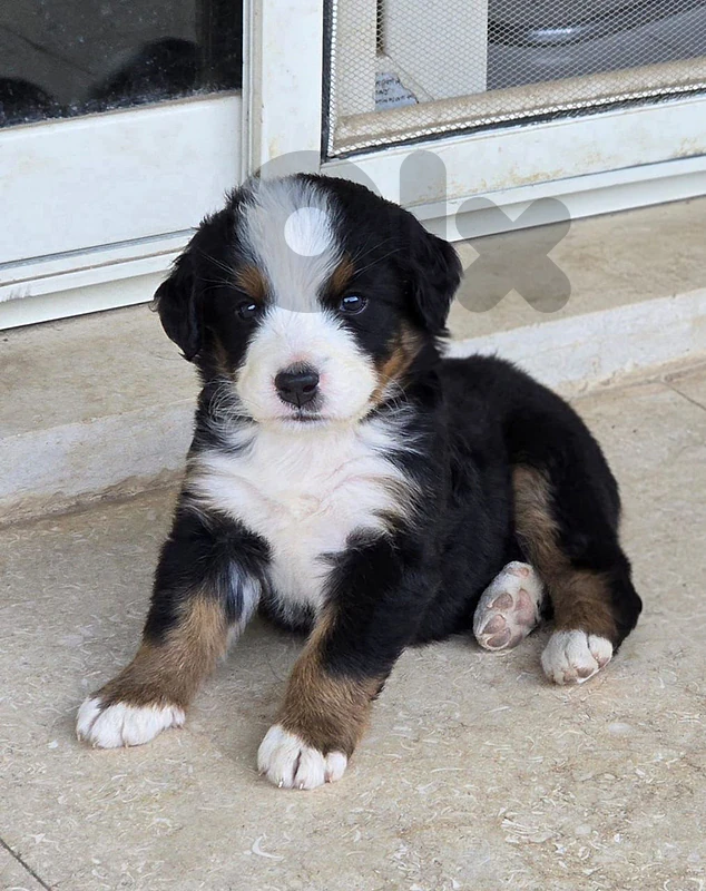 mountain bernese