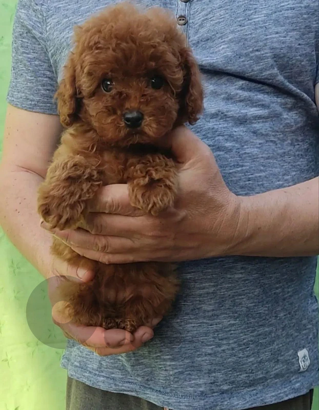poodle toy