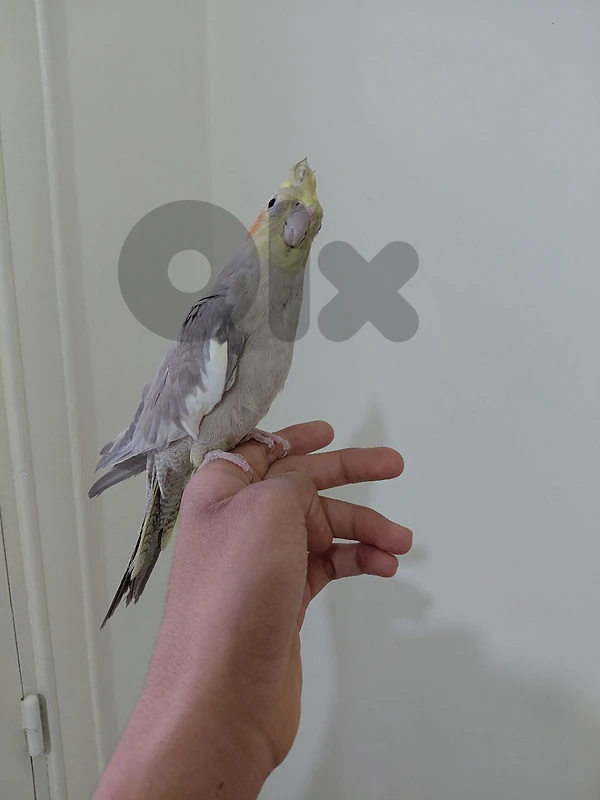 دكر كروان مميز