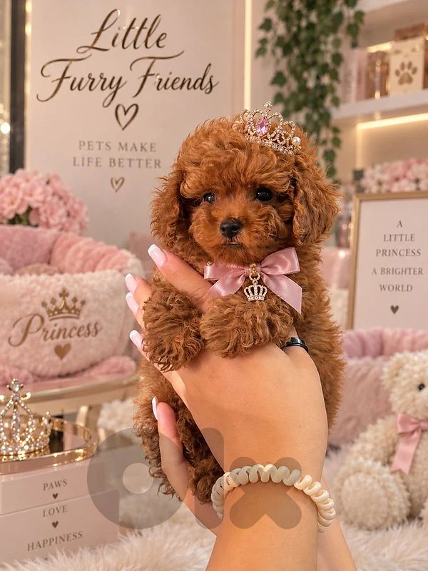 Poodle  Puppies – Sweet, Playful & Ready for a Loving Home