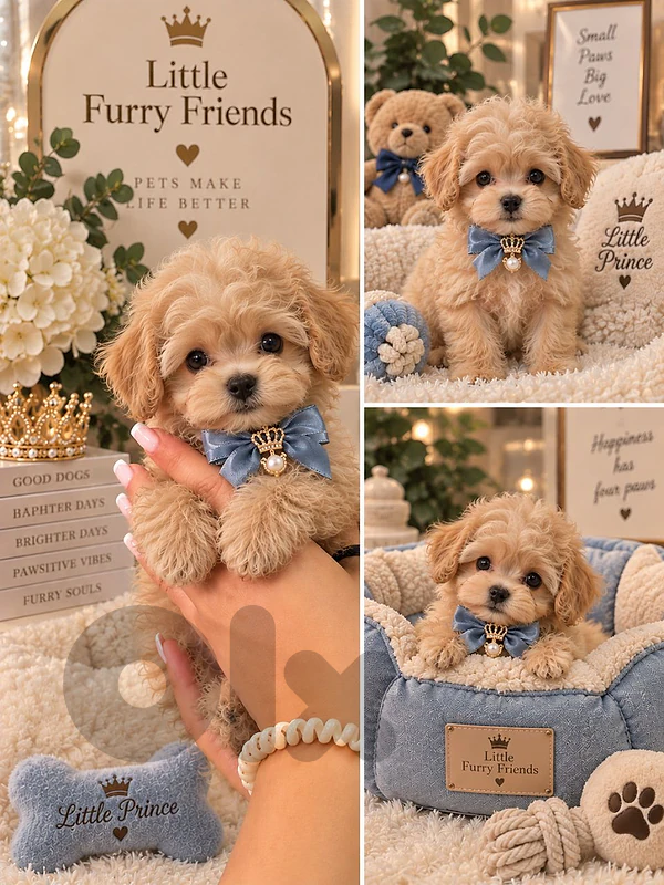 Fluffy Maltipoo Puppies Available Imported High Quality Dog Delivery