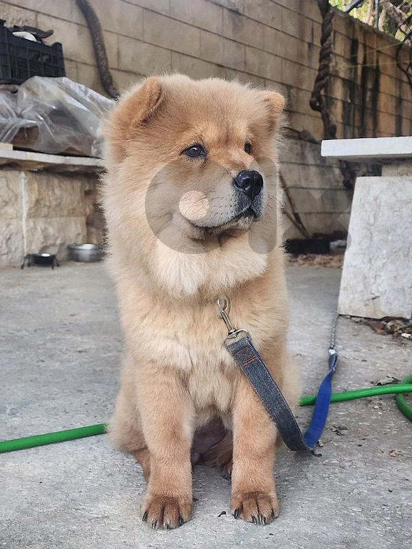 chowchow puppie