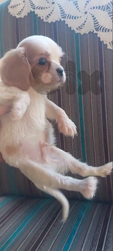 cavalier pure mini short legs