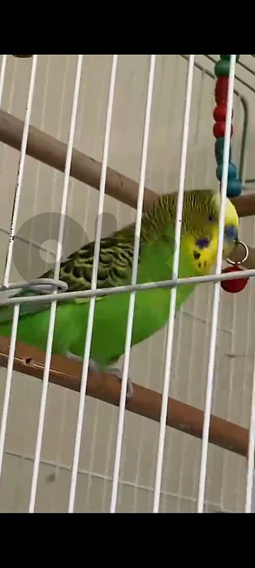 بادجي بيحكي وبيرقص وبغني وبركم مقلى وبيعمل مشاكل
