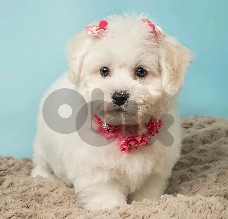Bichon puppies