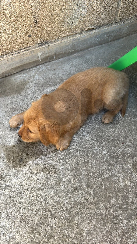 very cute Golden retriever