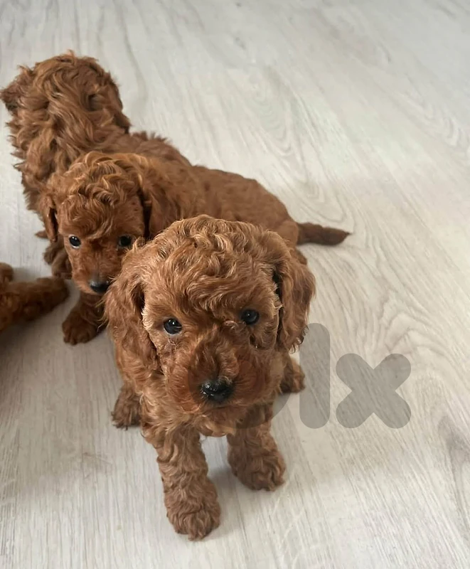 Toy Poodle available