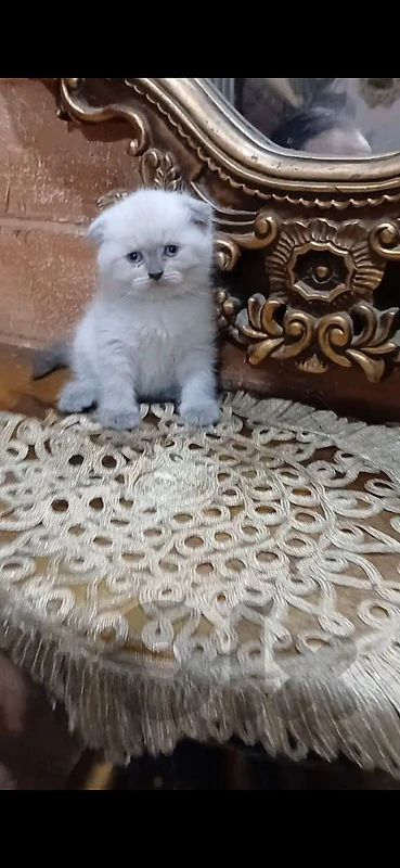 3 بسينات ٢ انثى واحد ذكر للبيع