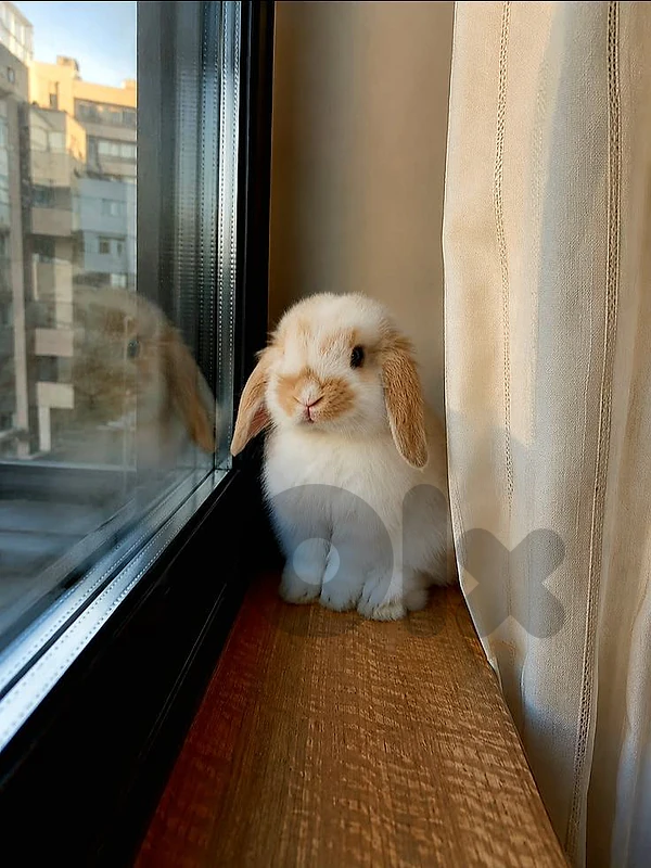 Mini Lop Rabbits ارنب- delivery