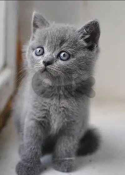 British kitten
