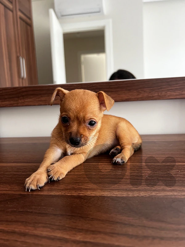 Female Chihuahua Puppy
