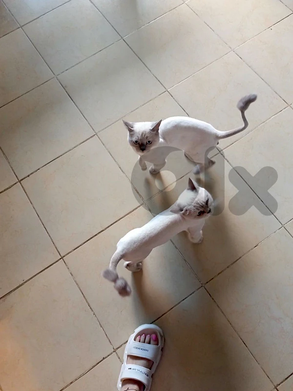 British pointer short hair