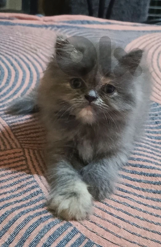 OUR BEAUTIFUL KITTENS NEED A NEW HOME NOW! ✨