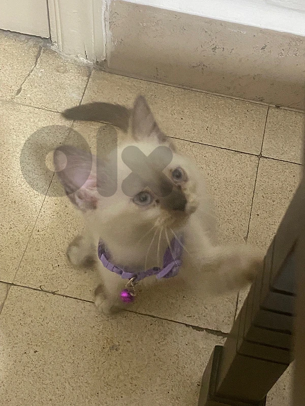 kitten for sale