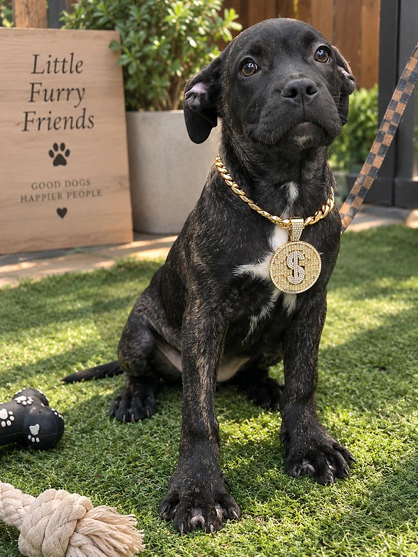 Beautiful Cane Corso Brindle Puppy Available in Store/ Delivery