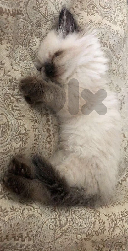 Himalayan kittens available