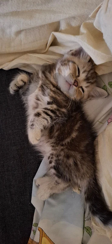British Kittens