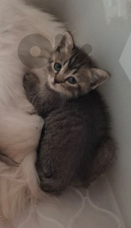 British Kitten