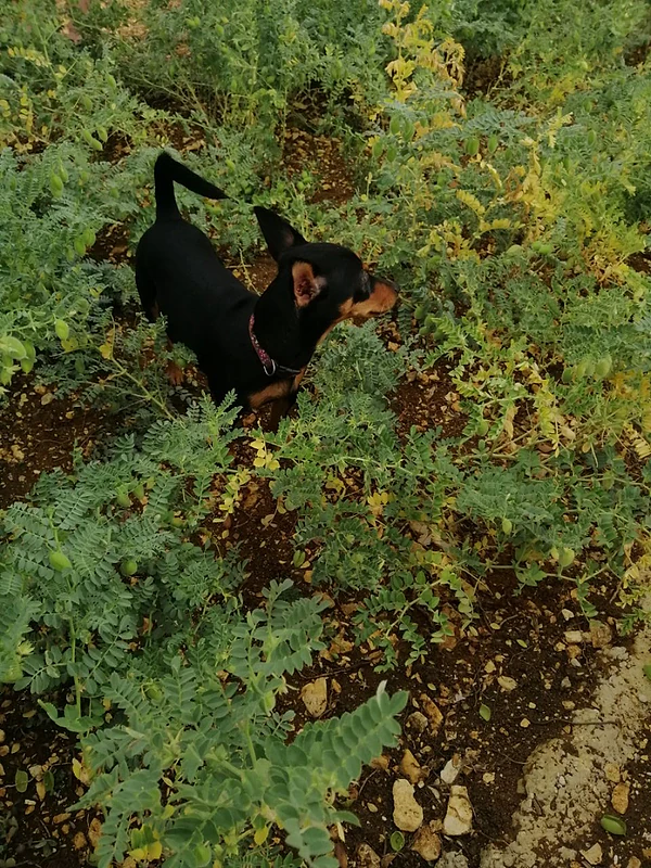 mini pinscher