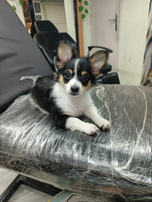 Long-Haired Chihuahua Fully vaccinated