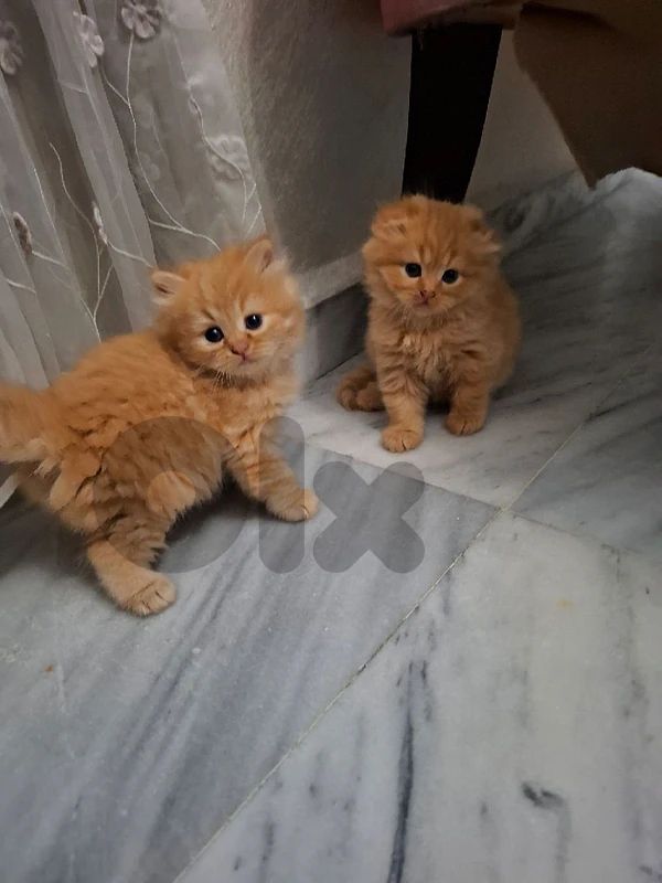 🐾 Scottish fold kittens