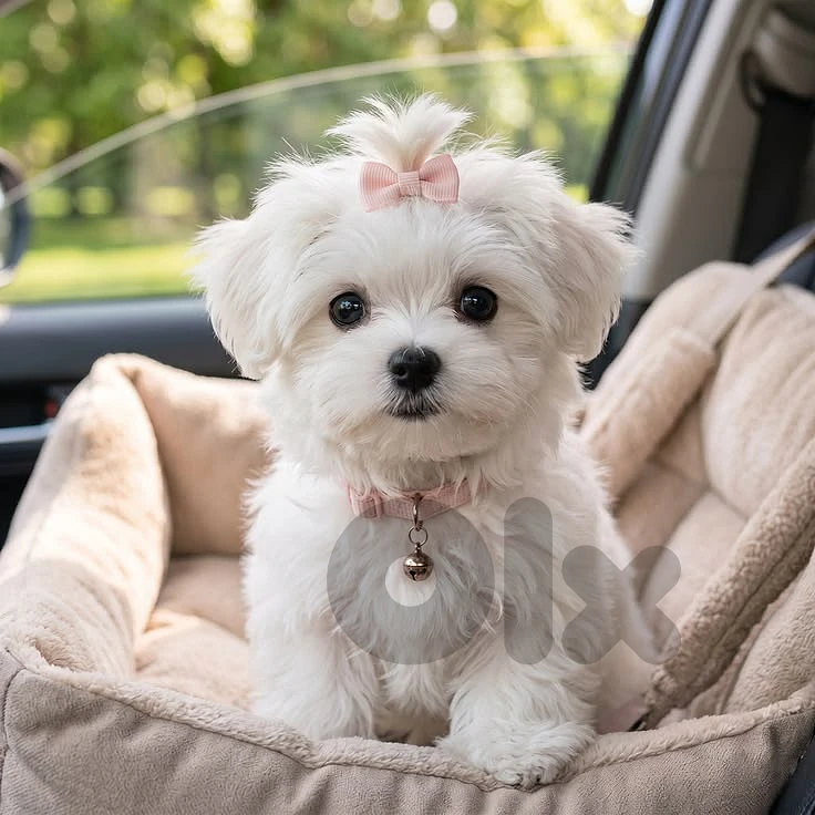 Adorable Bichon Puppies 🐾
