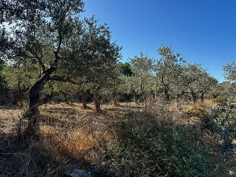 Hamat Land - 4,400 sqm Olive Estate with Development Potential