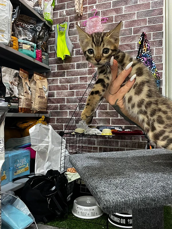 male bengal kitten pure breed
