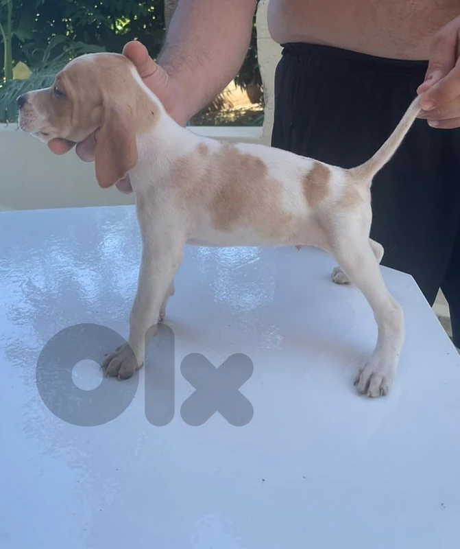 english pointer