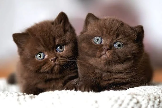 kitten scottish