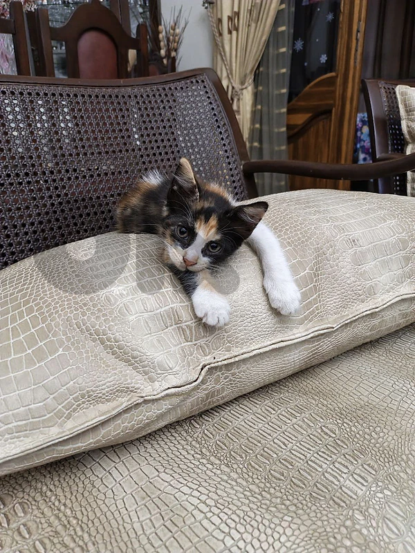 kittens for adoption