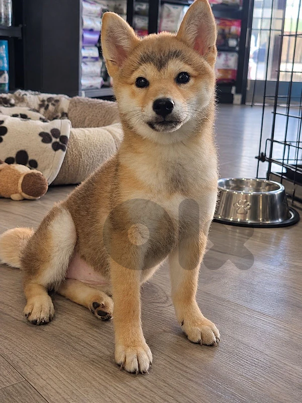 Shiba Inu Puppy – Purebred | Premium Quality|Available in Store