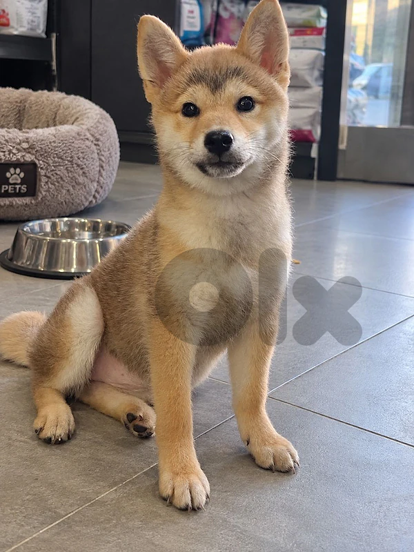 Shiba Inu Puppy – Purebred | Premium Quality|Available in Store