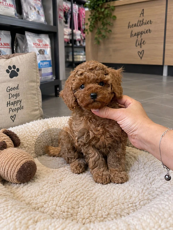 Intelligent Poodle Puppies Available in Store & Delivery