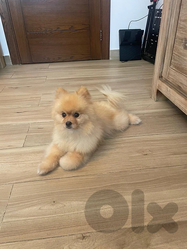 Pomeranian