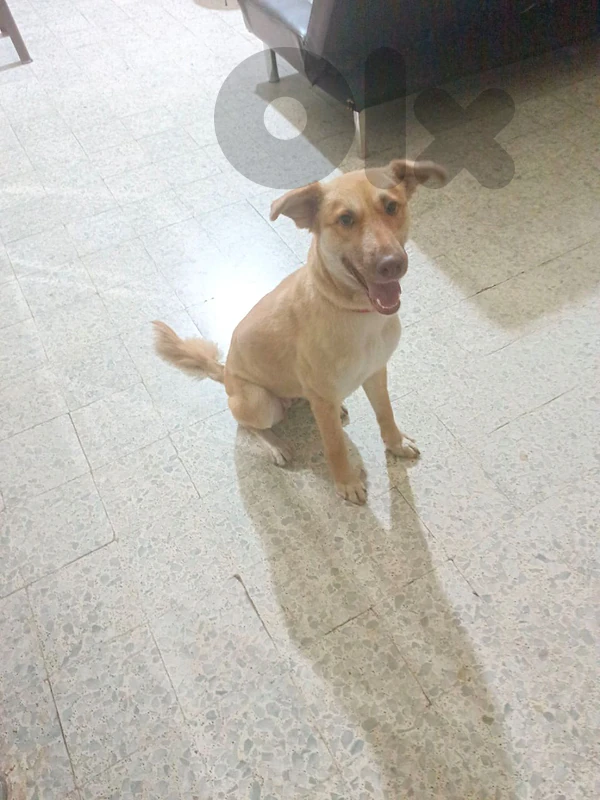 dog for adoption