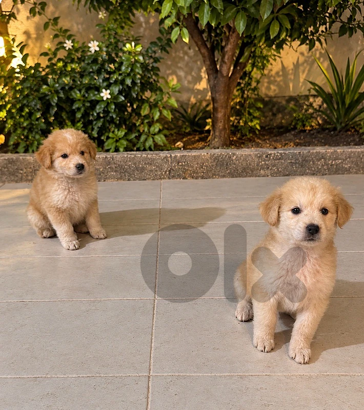 puppies for adoption